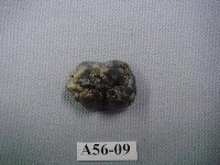 藏品(豬齒)的圖片